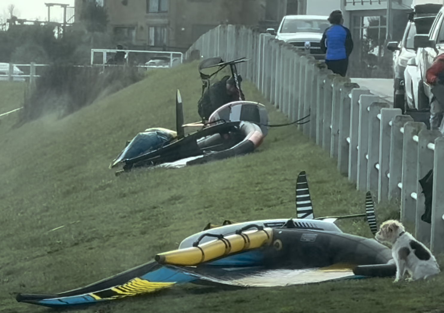 Archie Boy
Archie judging your gybes and foot switches 
