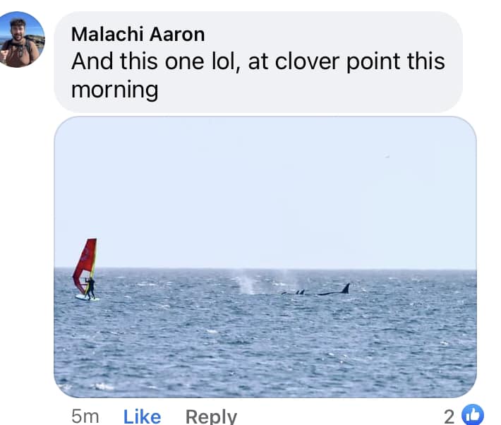 Orca pied piper
Bobson, is this your awesomeness on display?
